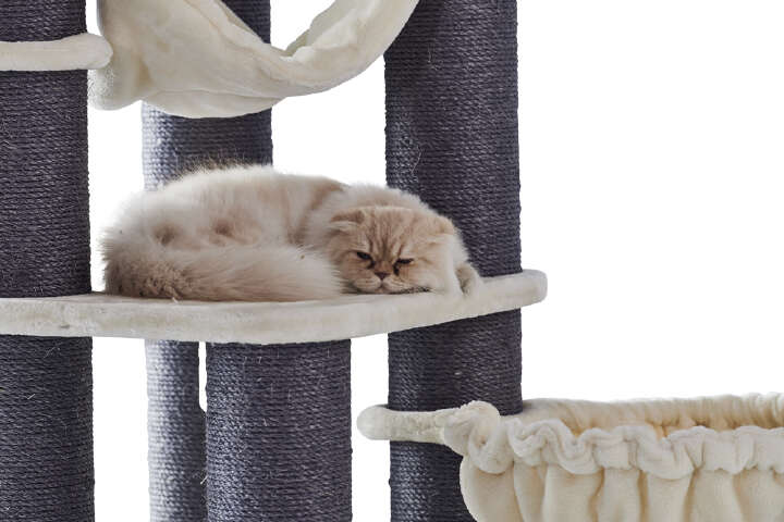 Nobby Kratzbaum Chilo